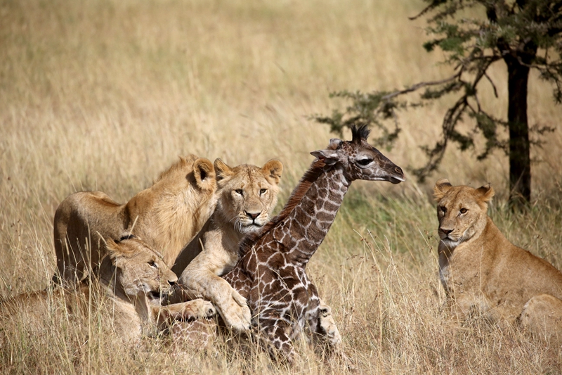 狮子幼崽图片 第9张