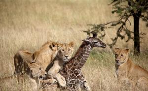 狮子幼崽图片 第9张