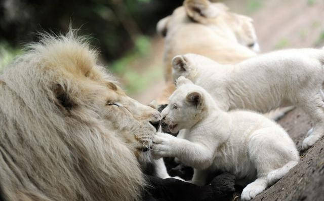 狮子幼崽图片 第10张