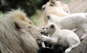 狮子幼崽图片 第10张