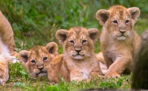狮子幼崽图片 第11张