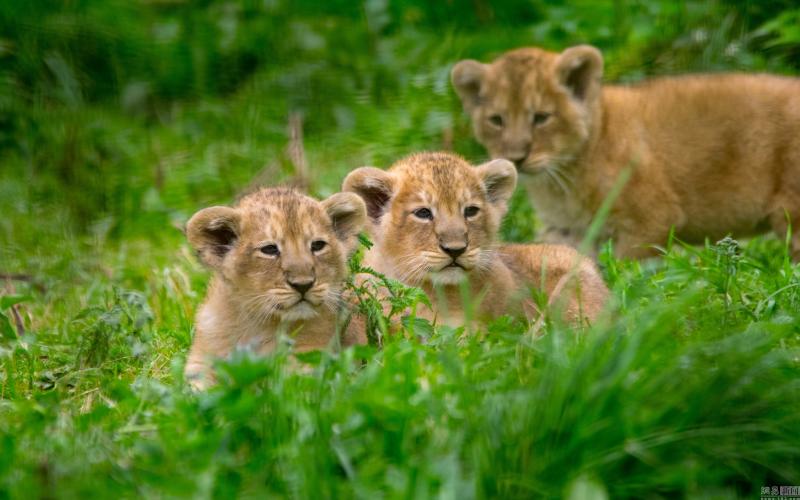 狮子幼崽图片 第12张