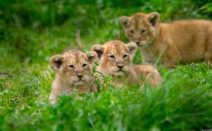 狮子幼崽图片 第12张