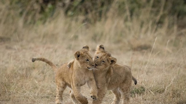 狮子幼崽图片 第13张