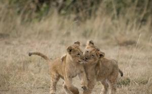 狮子幼崽图片 第13张