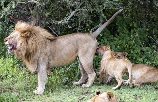 狮子带小狮子父与子图片 第2张