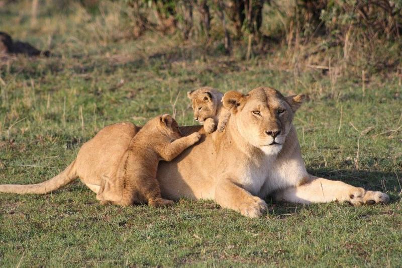 狮子带小狮子父与子图片 第1张