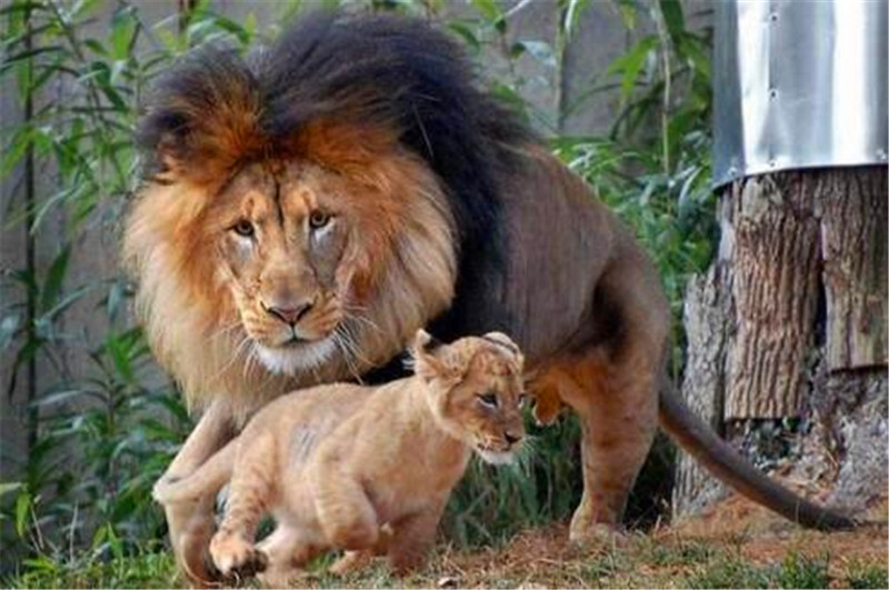 狮子带小狮子父与子图片 第3张