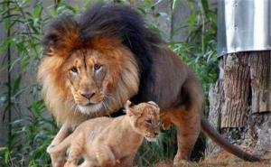 狮子带小狮子父与子图片 第3张