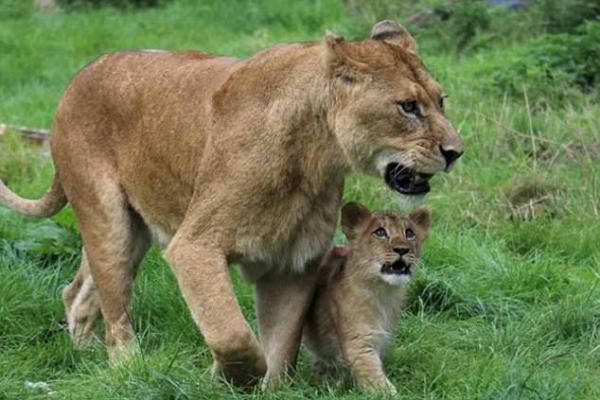 狮子带小狮子父与子图片 第6张
