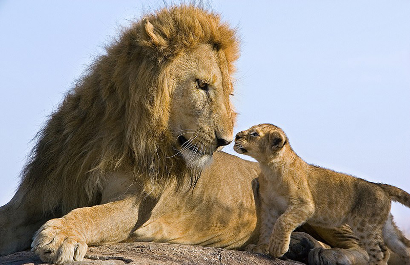 狮子带小狮子父与子图片 第5张