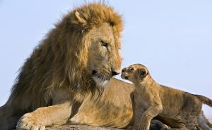 狮子带小狮子父与子图片 第5张