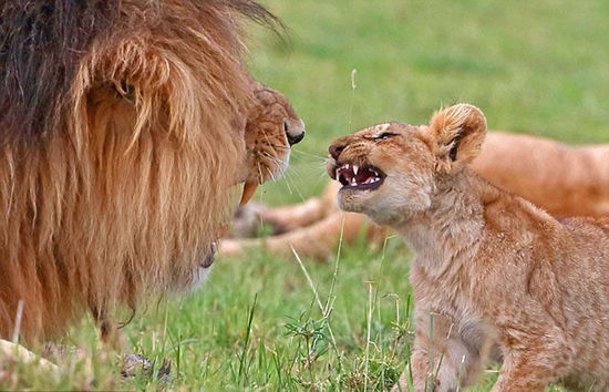 狮子带小狮子父与子图片 第4张