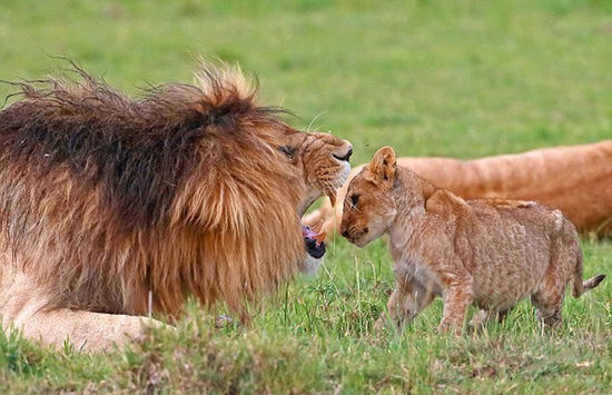 狮子带小狮子父与子图片 第10张