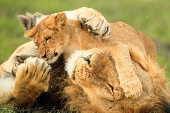 狮子带小狮子父与子图片 第11张