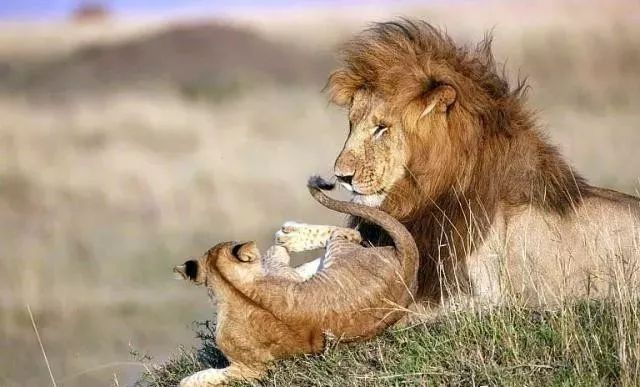 狮子带小狮子父与子图片 第7张