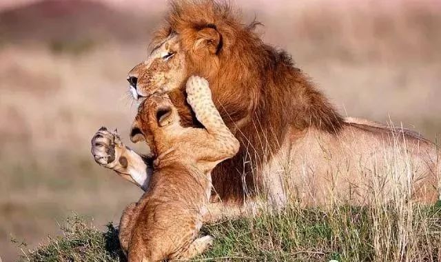 狮子带小狮子父与子图片 第8张