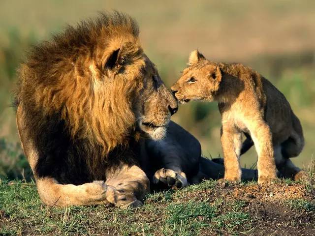 狮子带小狮子父与子图片 第9张