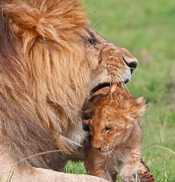 狮子带小狮子父与子图片 第12张