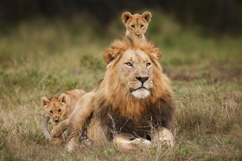 狮子带小狮子父与子图片 第13张