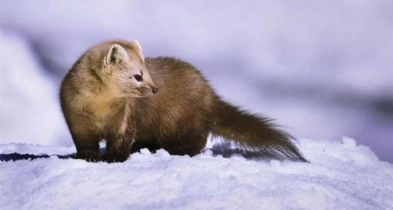 东北紫貂图片 第1张