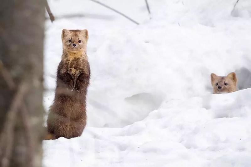 东北紫貂图片 第2张