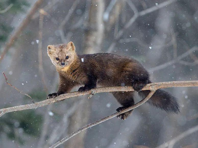 东北紫貂图片 第3张