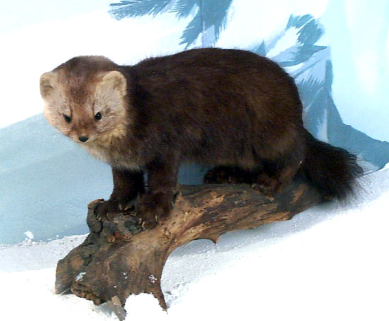 东北紫貂图片 第4张