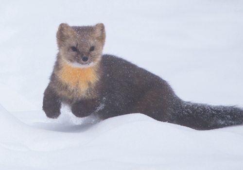 东北紫貂图片 第5张