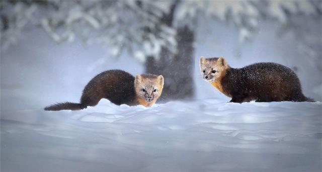 东北紫貂图片 第6张