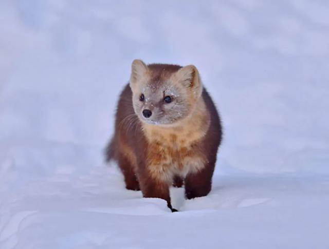 东北紫貂图片 第7张