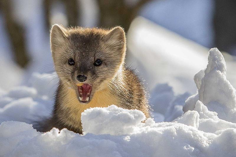 东北紫貂图片 第10张