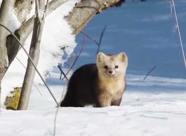 东北紫貂图片 第9张