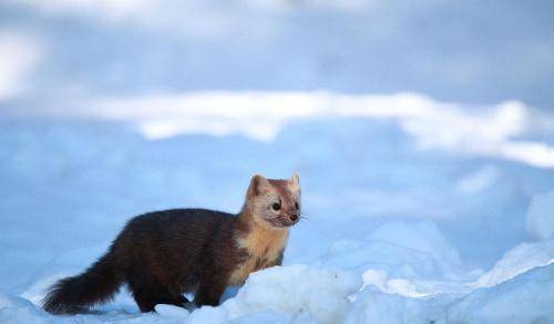 东北紫貂图片 第8张