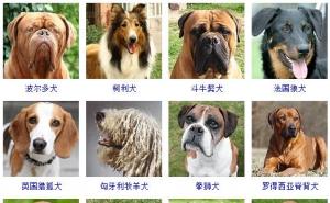 狗狗品种大全及图片