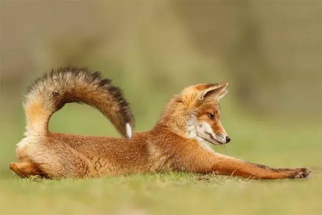 最漂亮赤狐图片 第4张
