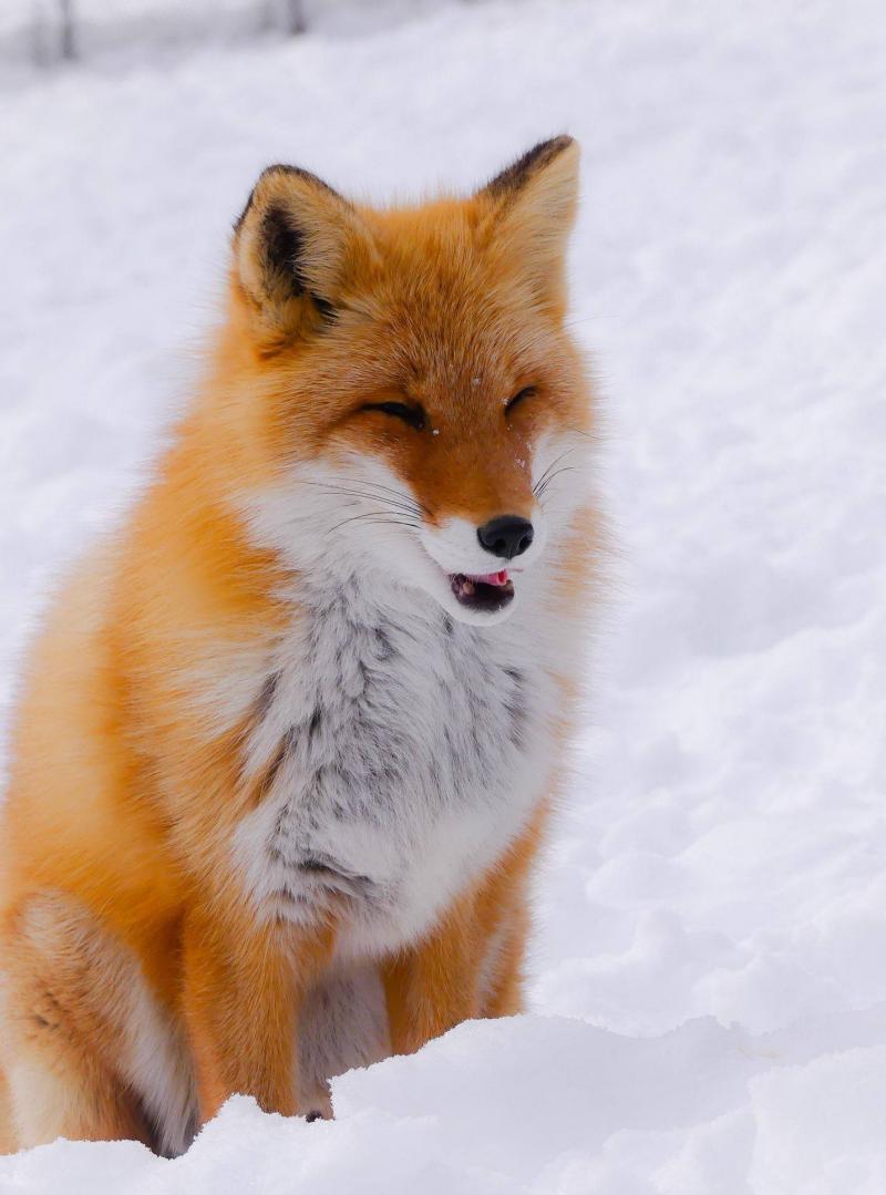 最漂亮赤狐图片 第7张