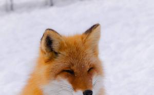 最漂亮赤狐图片 第7张
