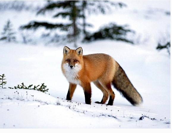 最漂亮赤狐图片 第9张