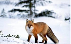 最漂亮赤狐图片 第9张