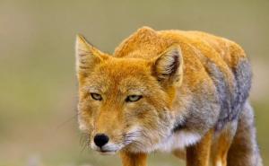 最漂亮赤狐图片 第10张