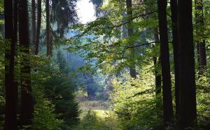 森林大自然图片