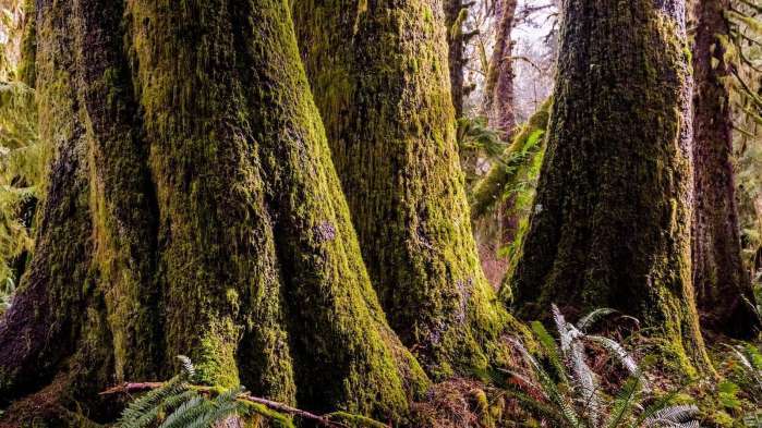 非洲原始森林图片 第1张