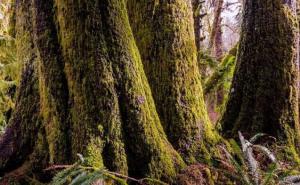 非洲原始森林图片