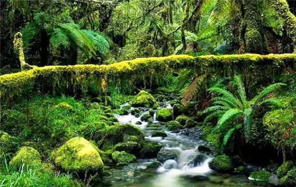 非洲原始森林图片 第5张