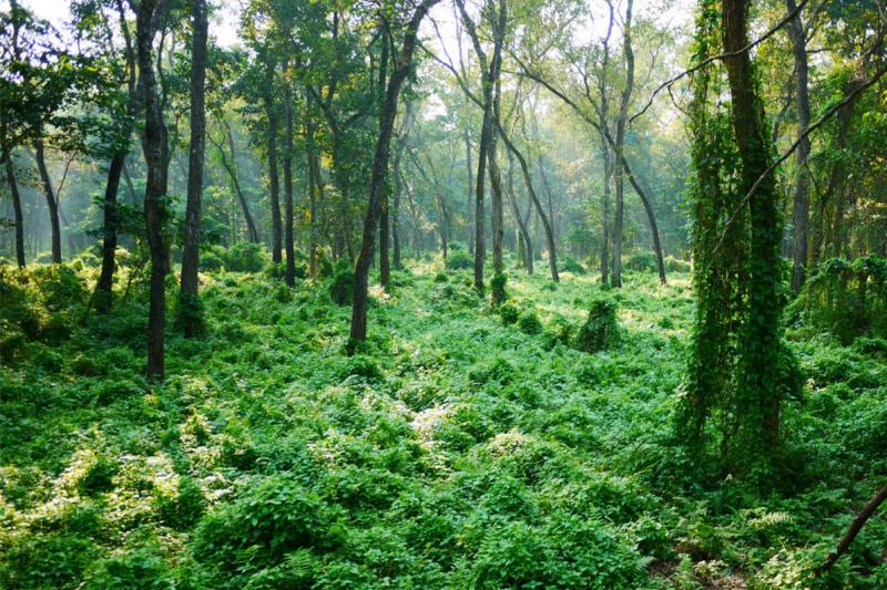 非洲原始森林图片 第3张