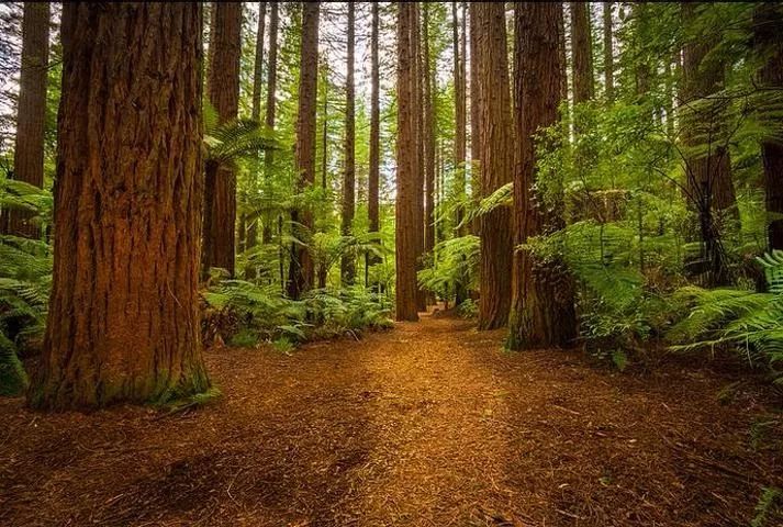 非洲原始森林图片 第2张