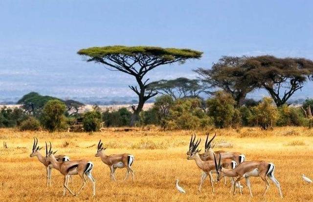 非洲原始森林图片 第4张