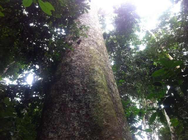 非洲原始森林图片 第6张