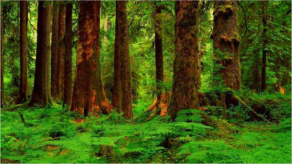 非洲原始森林图片 第7张